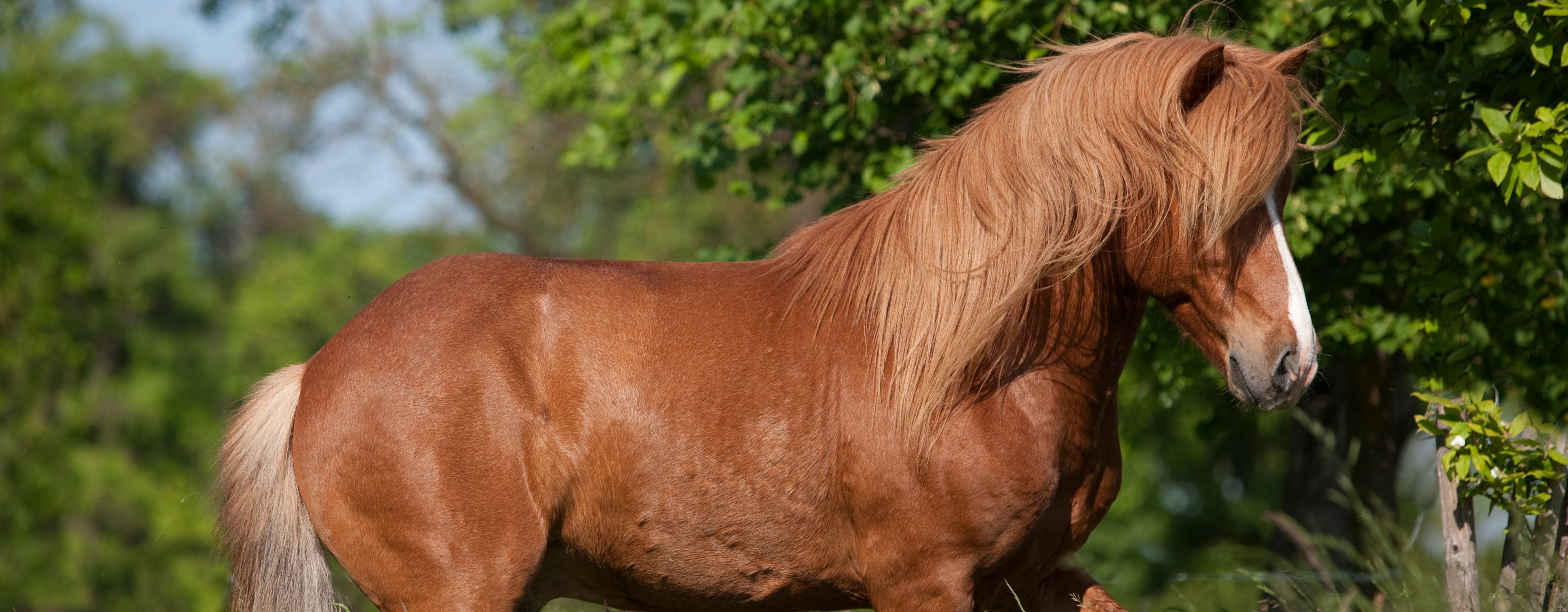 Chevaux et Alimentation